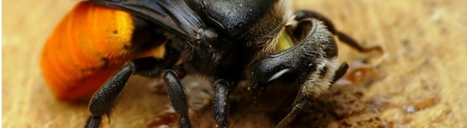 beesremoval