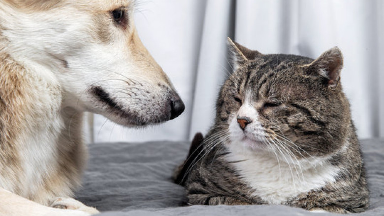 Comprehensive Pet Cardiology Services: Keeping Hearts Strong & Healthy