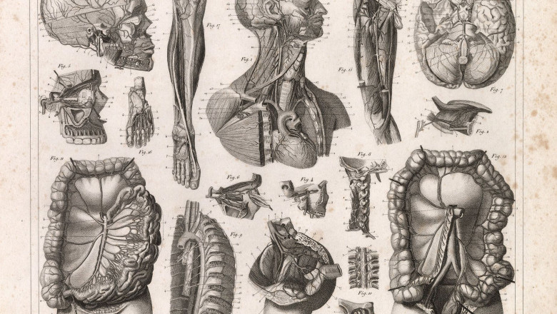 Why Anatomical Illustrations Are Essential for Medical Marketing and Branding