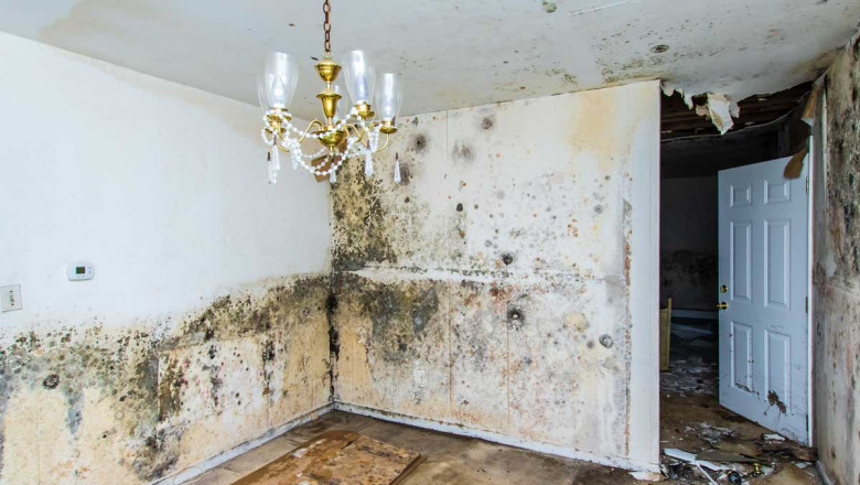 Call Mold Experts Today for Quick, Safe Help