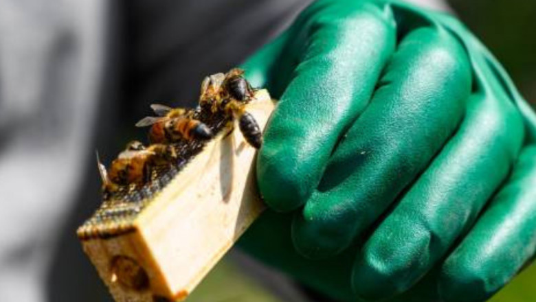 Why Relocation Is Crucial for Bee Conservation