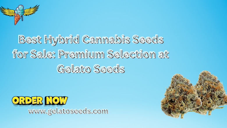 Best Hybrid Cannabis Seeds for Sale: Premium Selection at Gelato Seeds