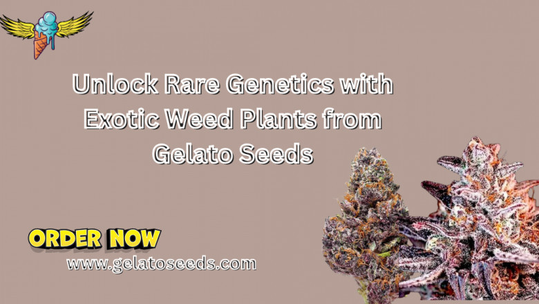 Unlock Rare Genetics with Exotic Weed Plants from Gelato Seeds