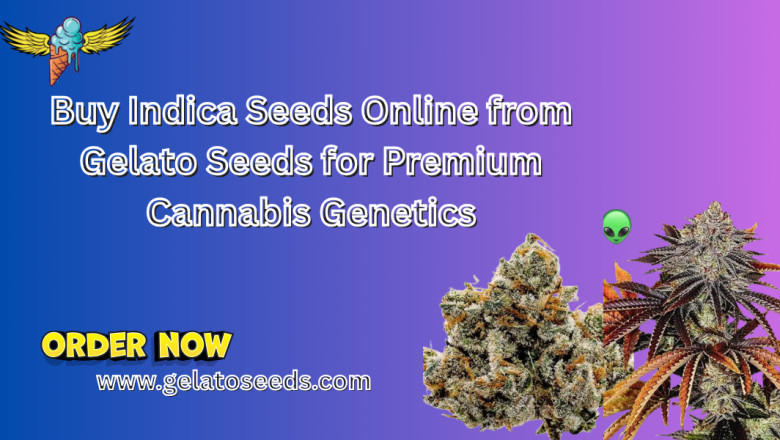 Buy Indica Seeds Online from Gelato Seeds for Premium Cannabis Genetics