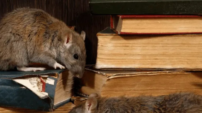 Rodent Removal Perth: Protect Your Property from Unwanted Guests