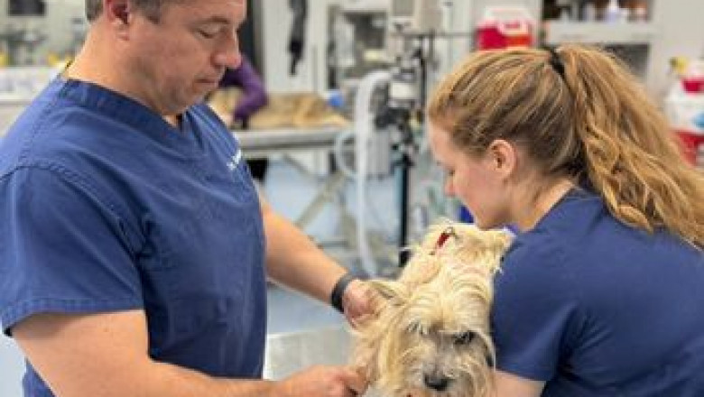 Affordable Pet Diagnostic Services: Balancing Cost and Quality