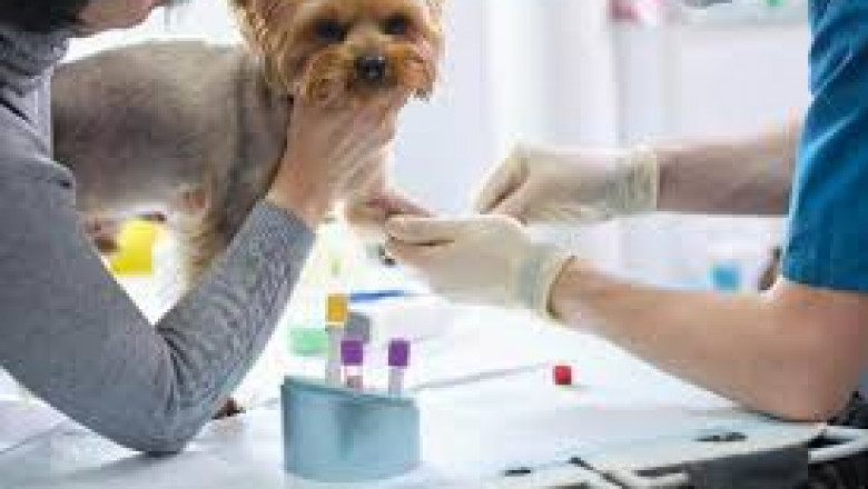 How Pet Blood Tests in Surrey Uncover Hidden Health Issues
