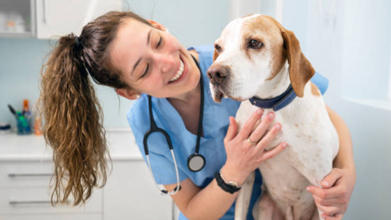 Vancouver Vet Clinics with Cutting-Edge Diagnostic Technology