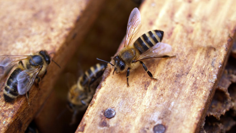 Blue Banded Bee: Friend or Foe? How Bees Removal Melbourne Experts Handle Them Safely