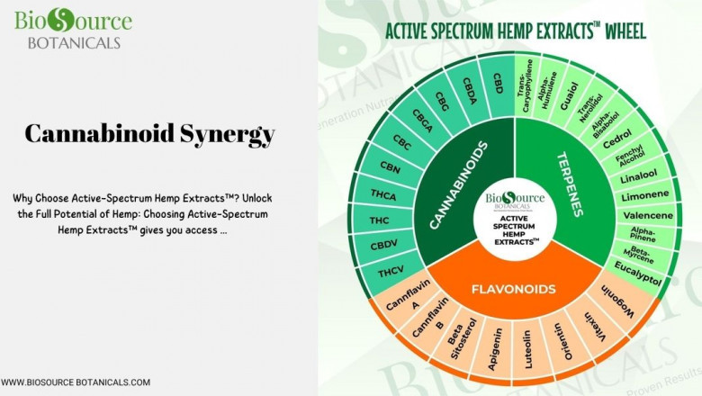 Cannabinoid Synergy: How Active Spectrum™ Products Elevate Everyday Wellness
