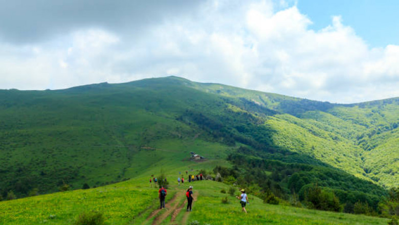 Wildlife and Wilderness: Exploring Cameroon’s National Parks and Reserves