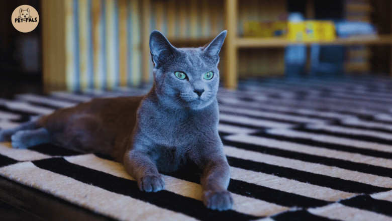 Russian Blue Cat Personality: Is This Quiet Breed Right for Your Lifestyle?
