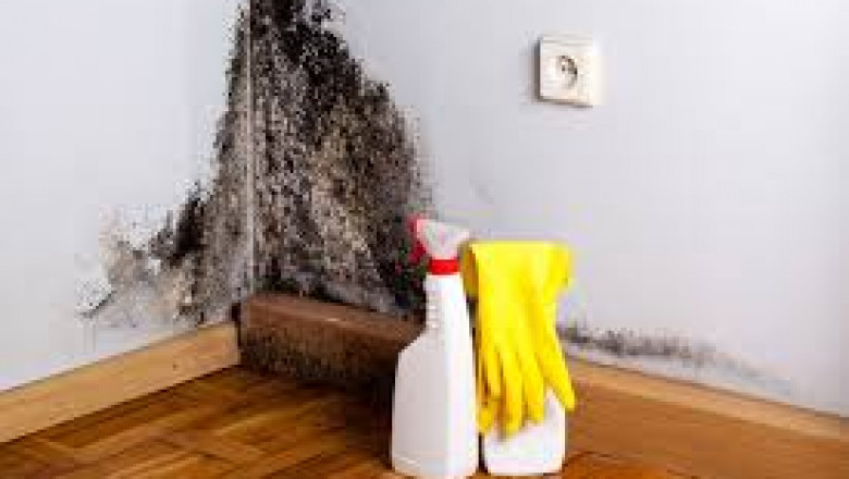 Mold Remediation for Homes in Toccoa, GA: Protect Your Home with Cook’s Proclean & Restoration