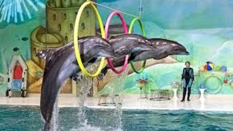 Online vs Onsite: Where to Buy Your Dubai Dolphinarium Ticket
