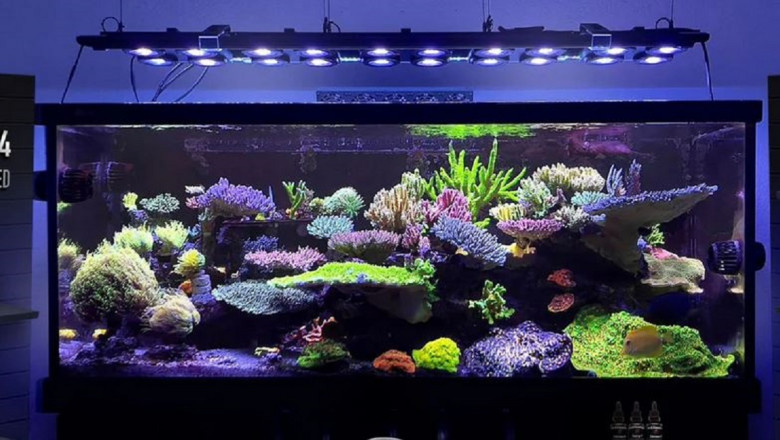 Transform Your Reef Tank with the Best Wave Maker and LED Reef Lighting
