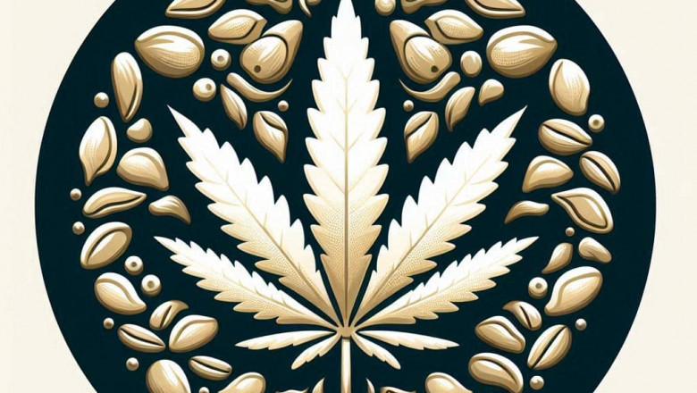 White Widow Seed Pack Options: Choosing the Right Fit for Your Grow